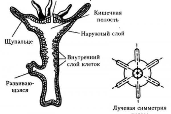 Рабочий кракен